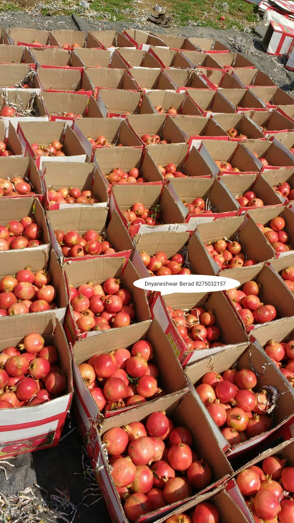 Green Planet Bio Products Nashik Mobile  shop Nashik